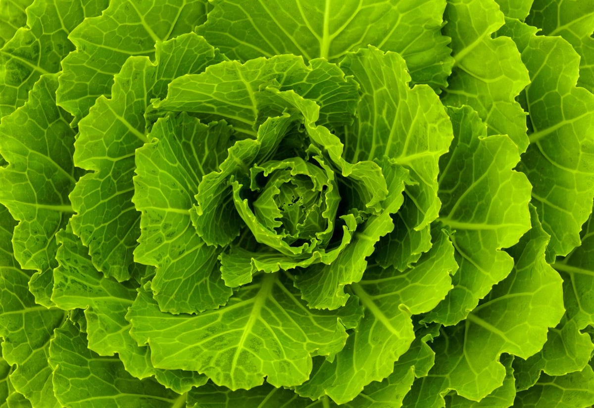 Cabbage Treatment for